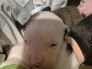 American Bulldog dogs Full American bulldogs puppies - Advert 2