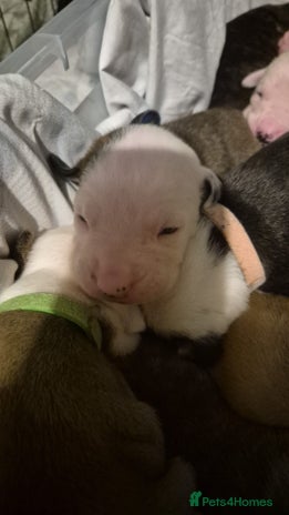 American Bulldog dogs Full American bulldogs puppies - Advert 2