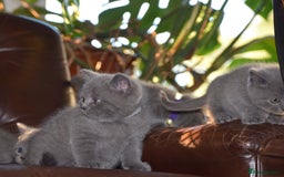 British Shorthair cats for sale: BSH Blue kittens, 3xgirls 3xboys - Image 8