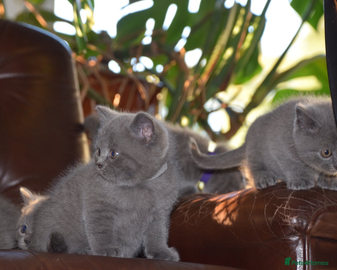 British Shorthair cats for sale: BSH Blue kittens, 3xgirls 3xboys - Image 8