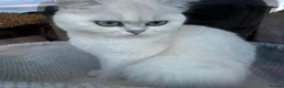 British Shorthair cats for sale: GCCF registered kittens - 1 boy 2 girls  - Advert 2