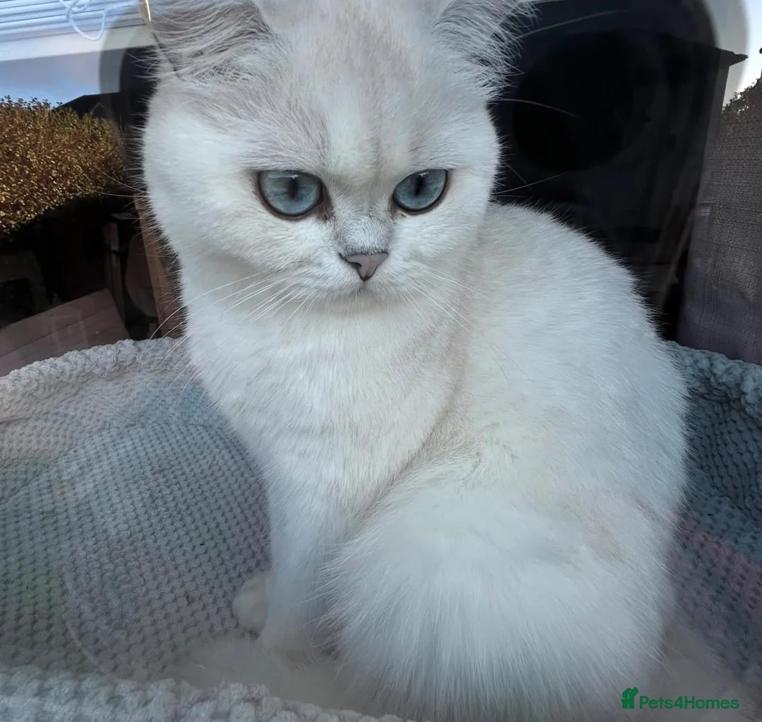 British Shorthair cats for sale: GCCF registered kittens - 1 boy 2 girls  - Advert 2