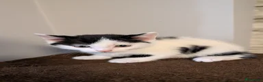 Domestic Shorthair 1