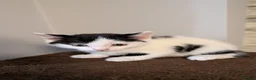 Domestic Shorthair cats for sale: Kittens - Advert 5