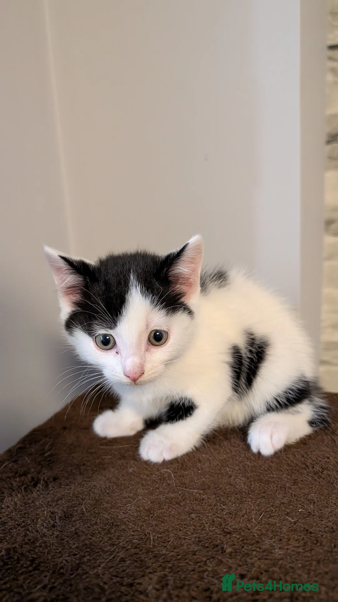 Domestic Shorthair cats for sale: Kittens - Advert 5