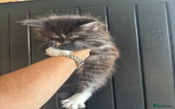 Maine Coon cats for sale: 3 boys Maine coon & 1 white female ready 13th aug! - Image 11