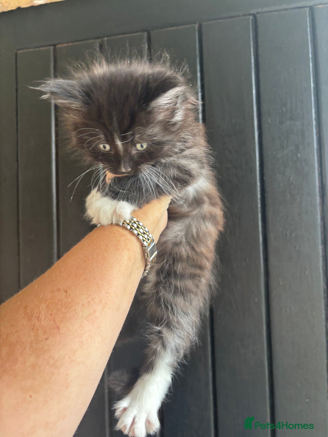 Maine Coon cats for sale: 3 boys Maine coon & 1 white female ready 13th aug! - Image 11