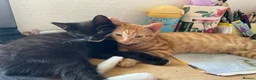 British Shorthair cats for sale: Beautiful kittens ready for loving homes. in London - Advert 7