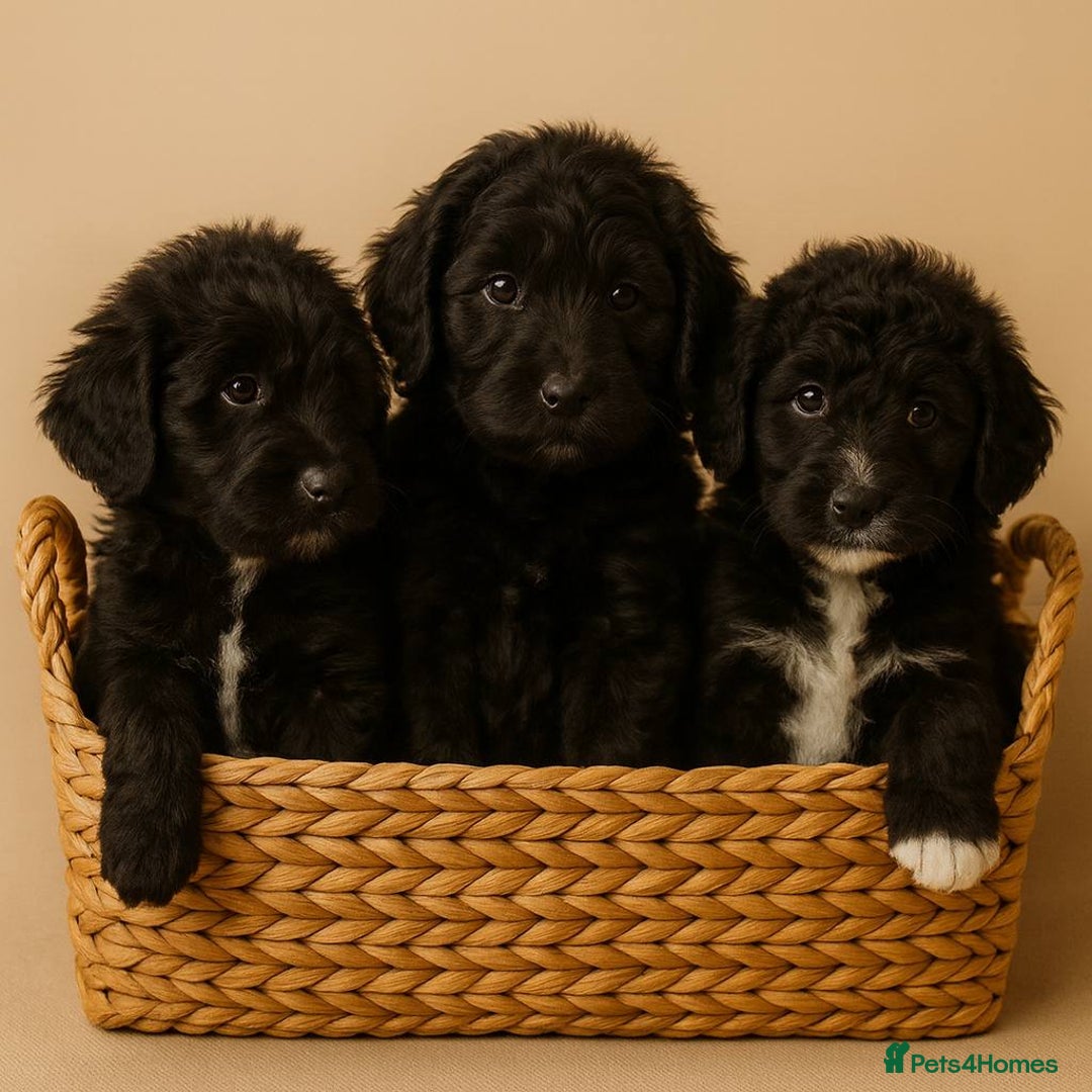 Goldendoodle dogs for sale: F1 Goldendoodle black Puppies - Advert 10