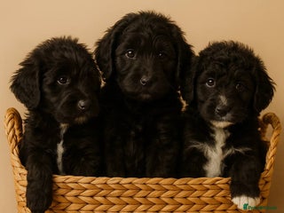 Goldendoodle dogs F1 Goldendoodle black Puppies - Advert 3