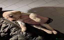 Labrador Retriever dogs for sale: Labrador Retriver Pupies For Sale - Image 6