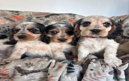 Cocker Spaniel dogs for sale: Show Cocker Spaniel Puppies  - Image 12
