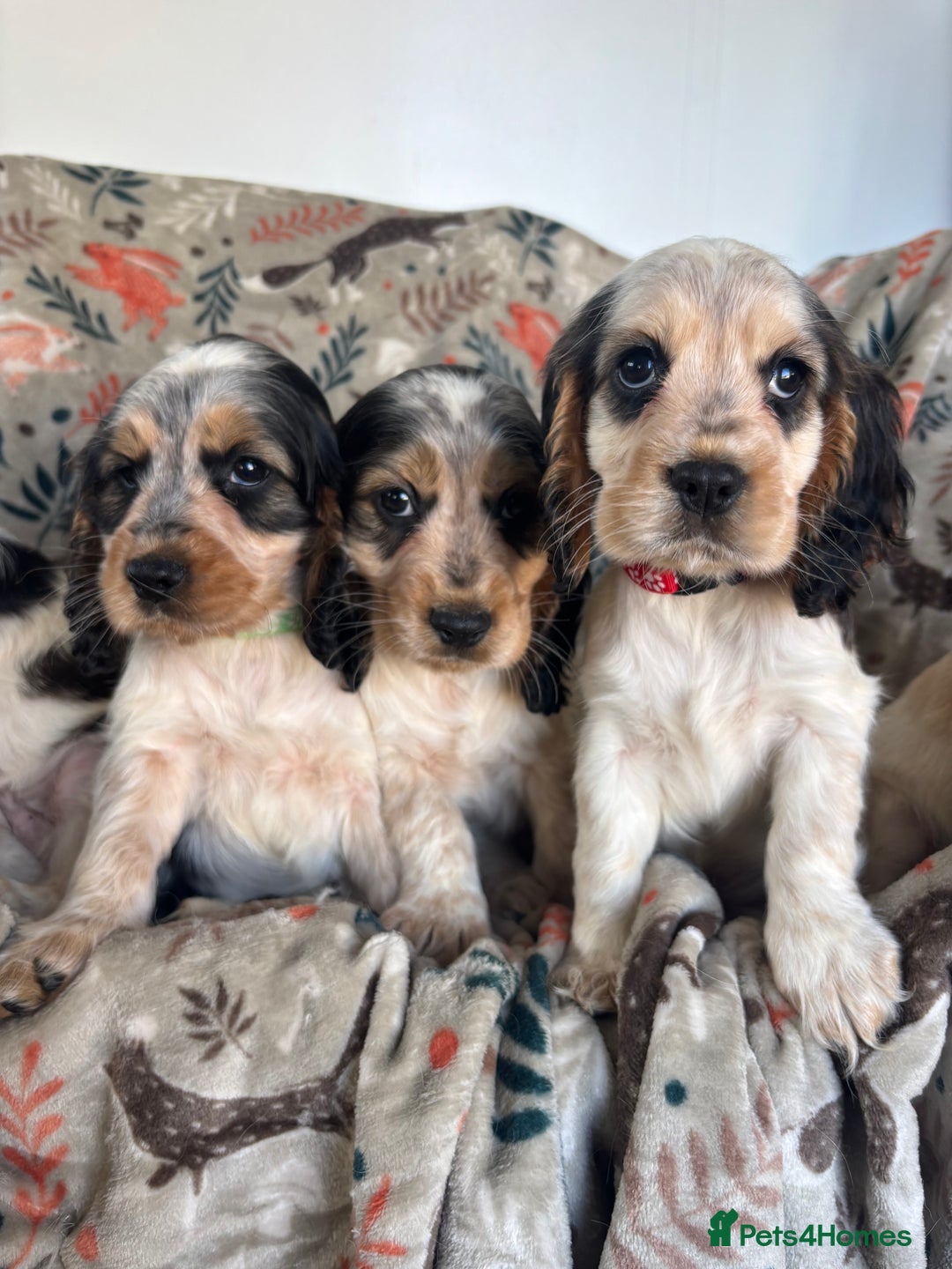 Cocker Spaniel dogs for sale: Show Cocker Spaniel Puppies  - Image 12