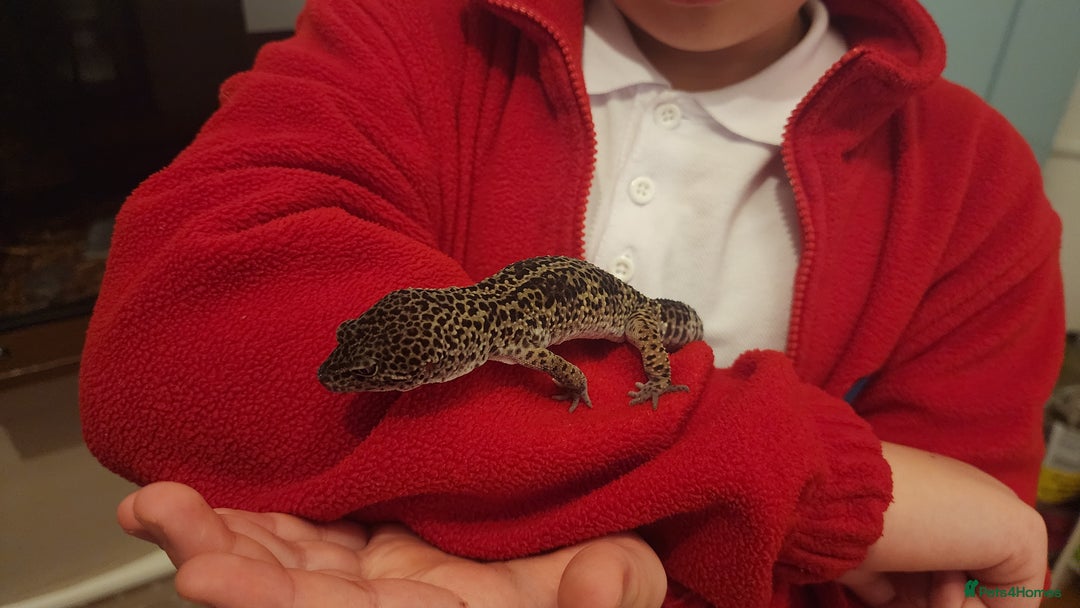 Leopard Gecko reptiles for sale: Handsome male Leopard Gecko. - Advert 1