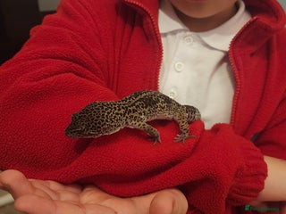 Leopard Gecko reptiles Handsome male Leopard Gecko. - Advert 3