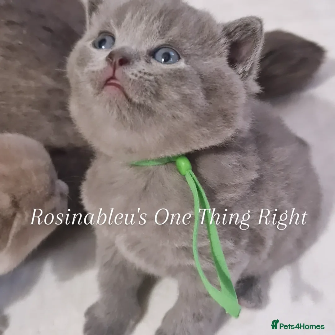 British Shorthair cats for sale:  Gccf British shorthair kittens champion lines 🏆 - Advert 23