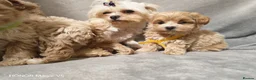 Maltipoo dogs for sale: Toy Maltipoo Puppies  - Advert 13
