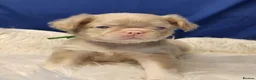 French Bulldog dogs for sale: Beautiful Rare Fluffy French Bulldogs  - Advert 12