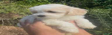 Maltipoo 3