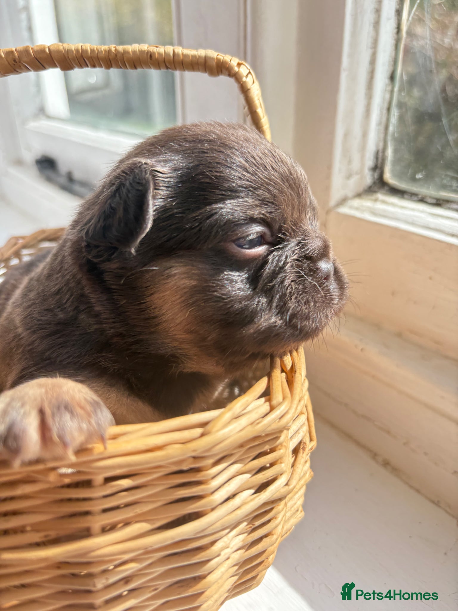 French Bulldog dogs Stunning Frenchies fluffy/straight family raised  - Advert 4