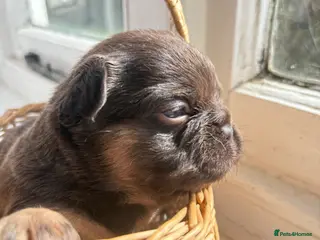 French Bulldog dogs Stunning Frenchies fluffy/straight family raised - Advert 6