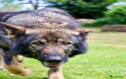 German Shepherd dogs for sale: ❤️KC HEALTH TESTED PARENTS ❤️ - Image 22