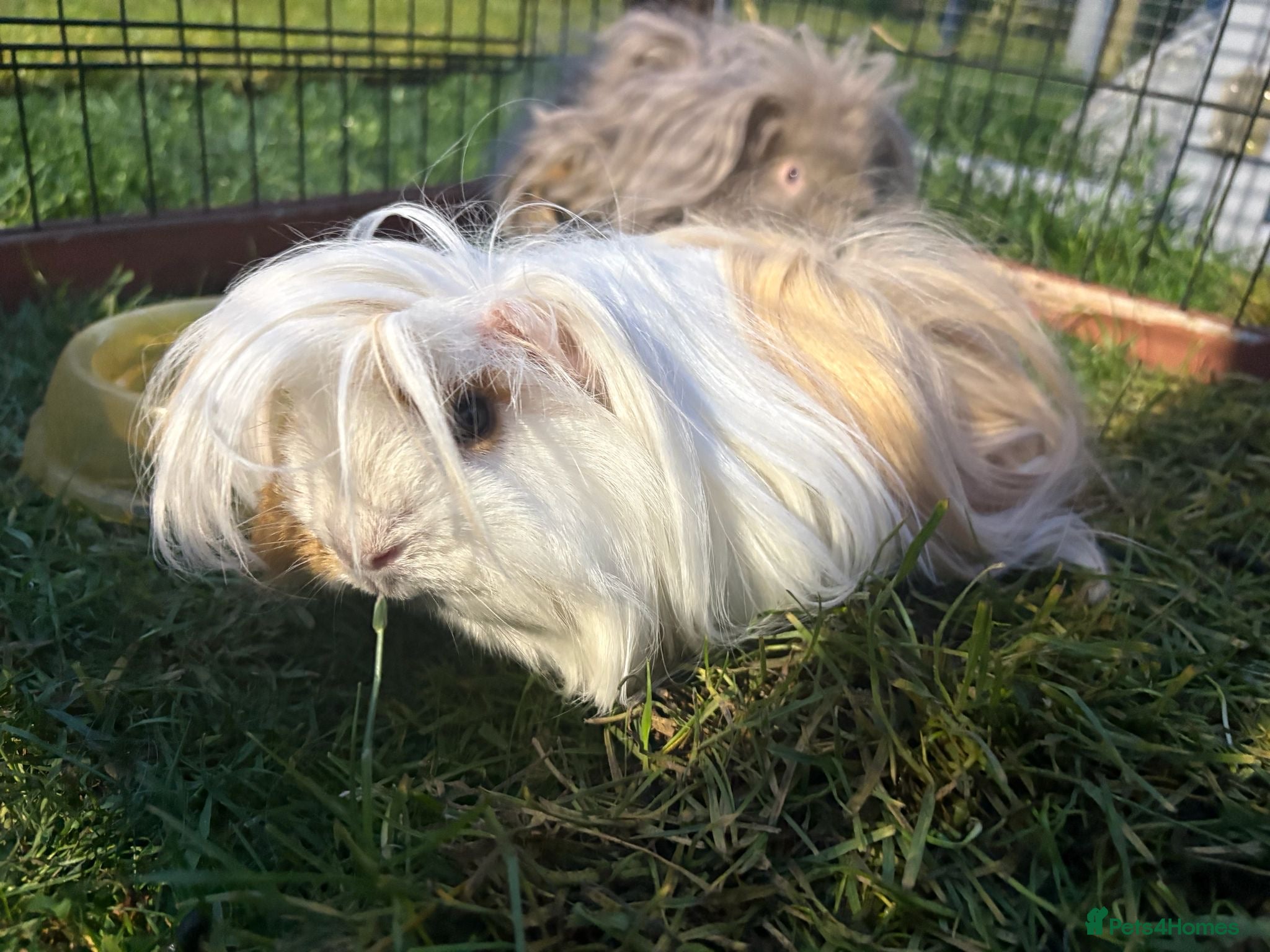 Guinea Pig rodents 2 lovely long haired guinea pigs, males - Advert 1