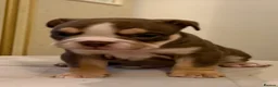 English Bulldog dogs for sale: Top tier kc British bulldog  - Advert 8