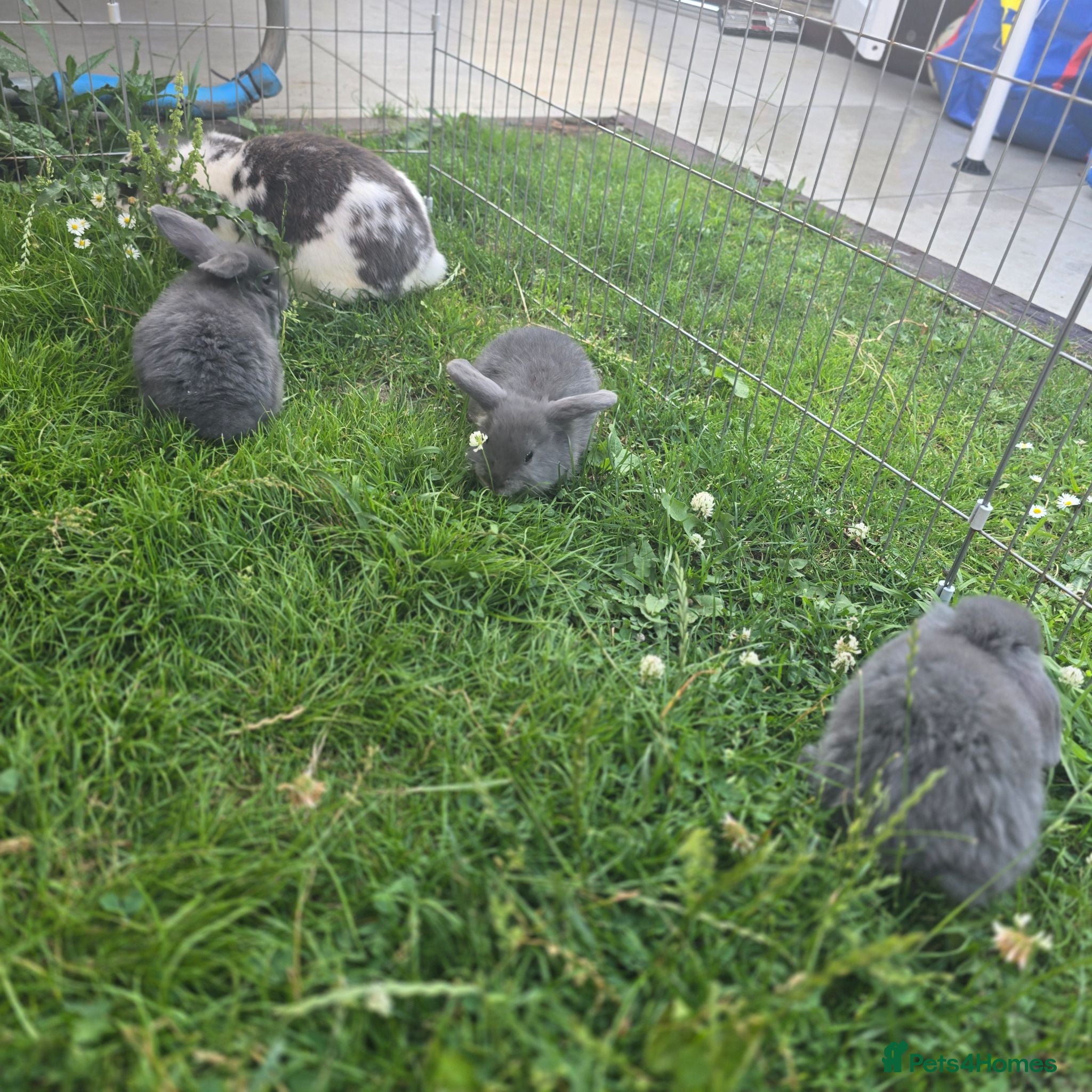 Mini Lop rabbits Mini Loop bunnies 8 weeks old 3 bunnies left - Advert 1