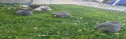 Mini Lop rabbits for sale: Mini Loop bunnies 11 weeks old 3 bunnies left - Advert 2