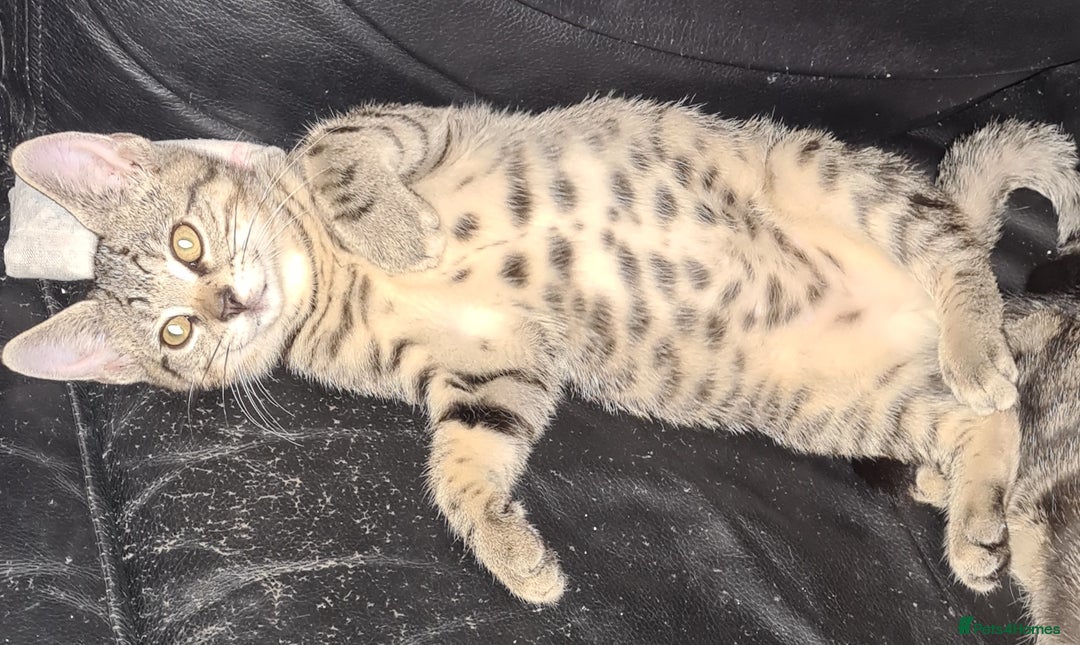 Bengal cats for sale: Mixed bengal kittens   - Image 15