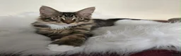 Maine Coon cats for sale: 3 TICA registered Maine Coon kittens. - Advert 8