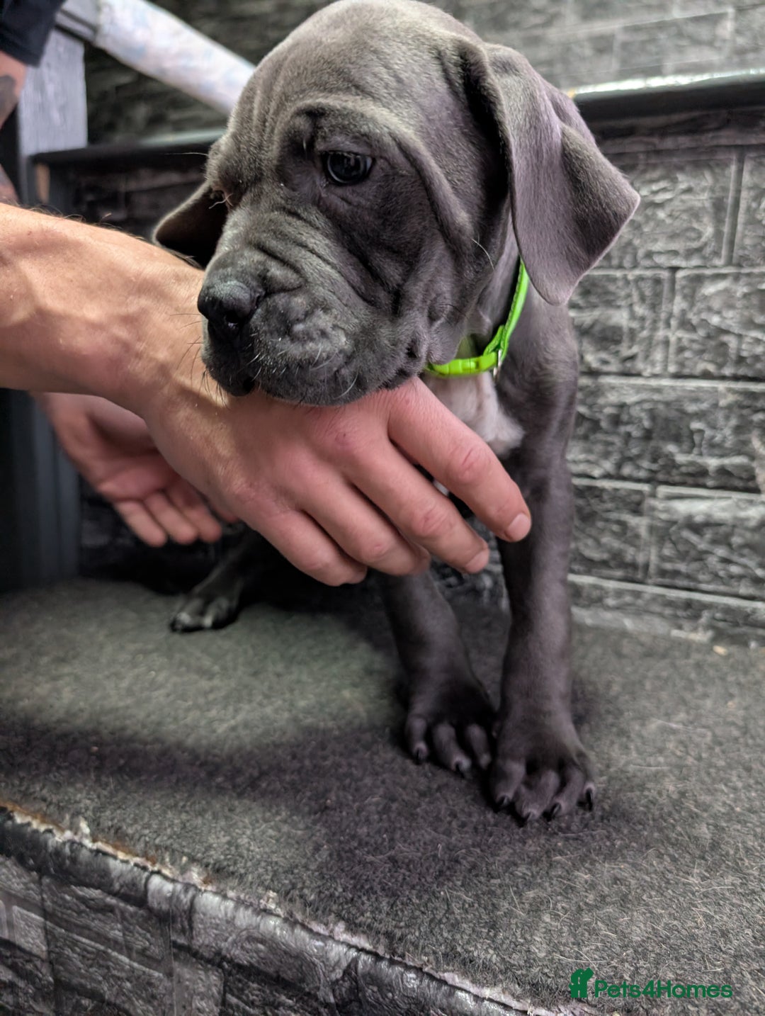 Cane Corso dogs for sale: Cane corso puppies  - Advert 31
