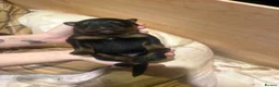 Rottweiler dogs for sale: Beautiful litter from Roxy & Tyson  in Saint Helens - Advert 9