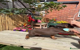 Dobermann dogs for sale: Doberman brown & tan - Image 36