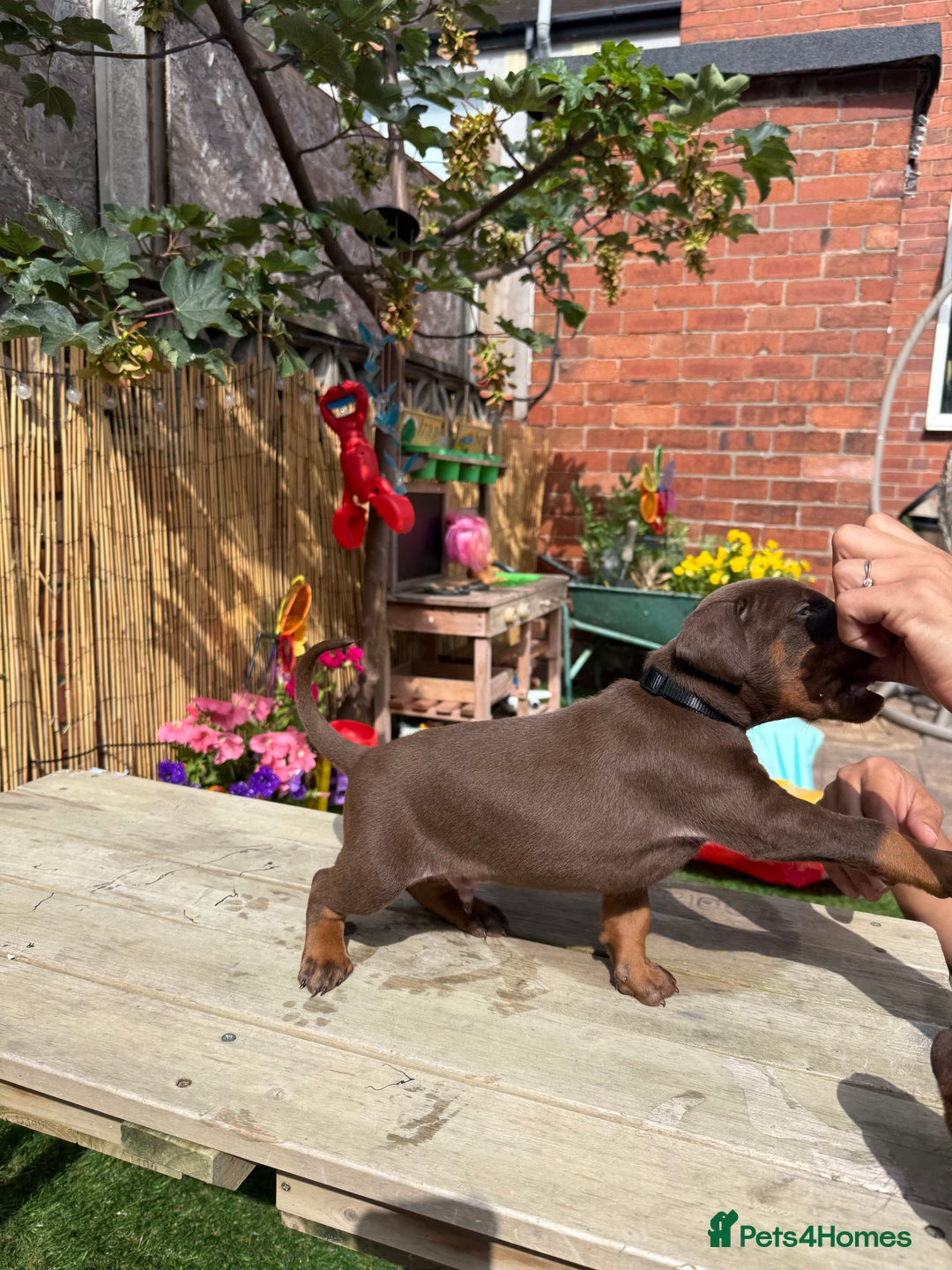 Dobermann dogs for sale: Doberman brown & tan - Image 36