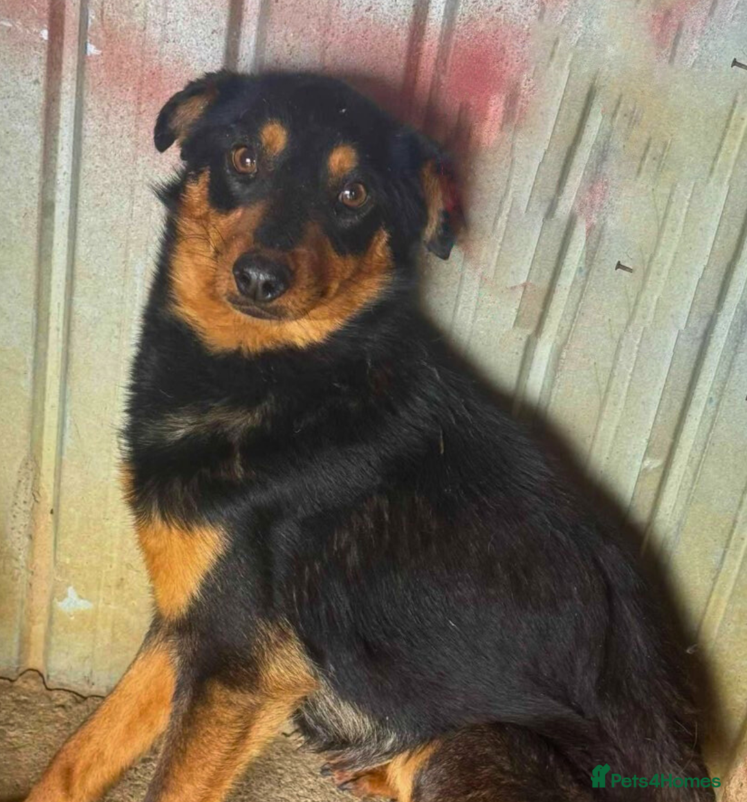 Mixed Breed dogs for adoption: 💝🐾 🐾Introducing SMALL CUTE BOY 🐾SHADOW 🐾 🐾 - Image 2