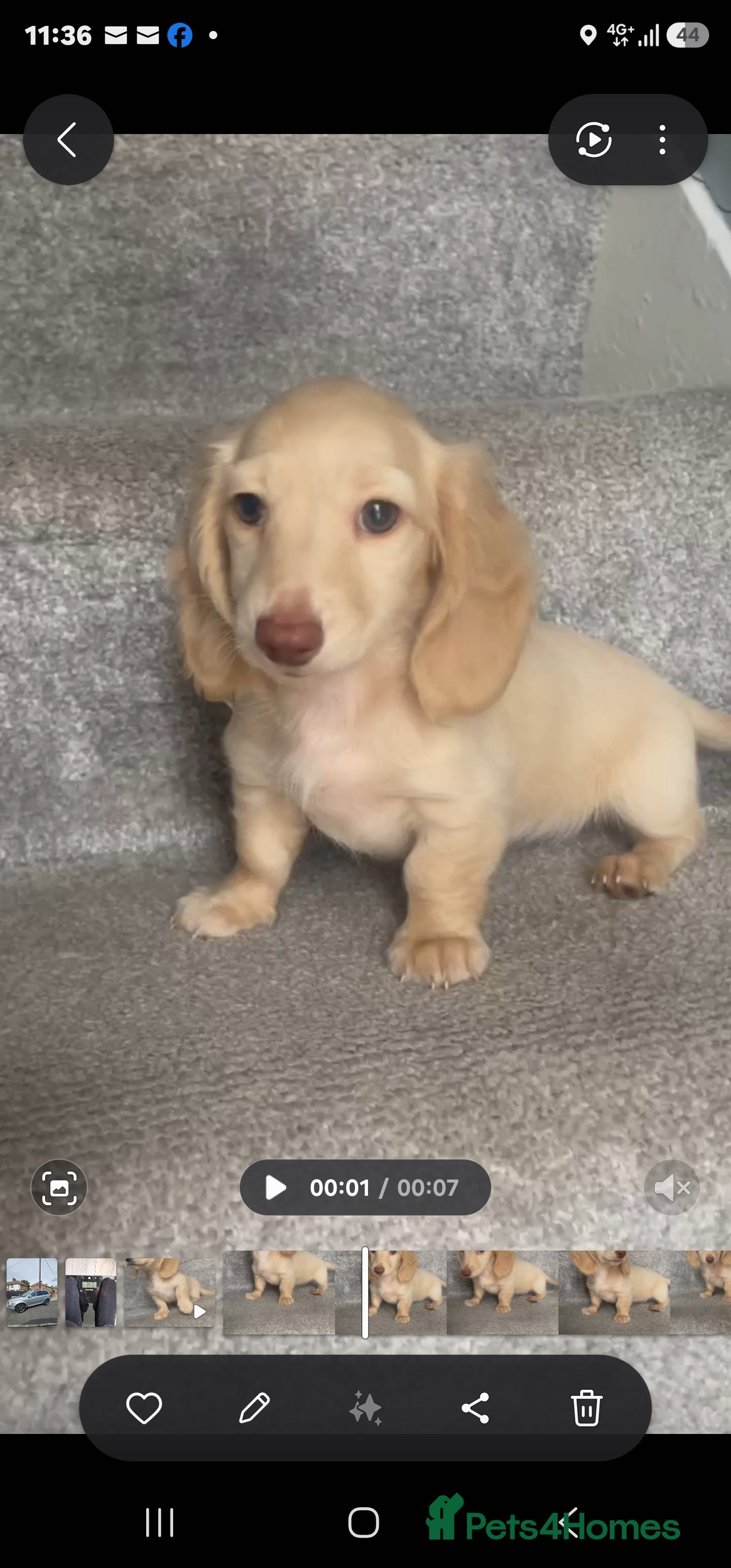 Miniature Dachshund dogs REDUCED READY NOW Longhair cream mini dachshund - Advert 2