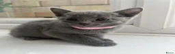 Russian Blue cats for sale: TICA REGISTERED Pure Breed Russian Blue Kittens - Advert 5