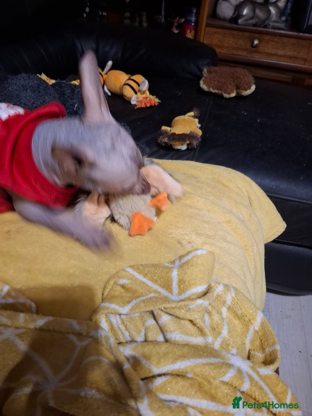 Mexican Hairless dogs for sale: Beautiful little boy 18week old - Advert 14