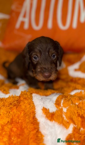Dachshund dogs - Advert 1