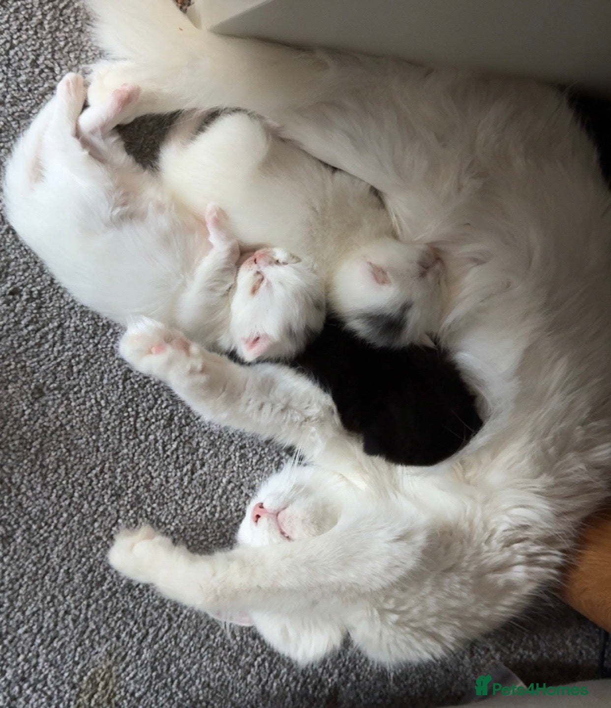 Mixed Breed cats 2 Female kittens  - Advert 10