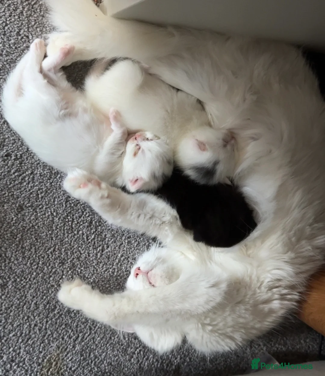 Mixed Breed cats for sale: 2 Female kittens  - Advert 1