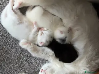 Mixed Breed cats 2 Female kittens - Advert 10