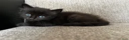 Mixed Breed cats for sale: Kitten in Harrow - Advert 2