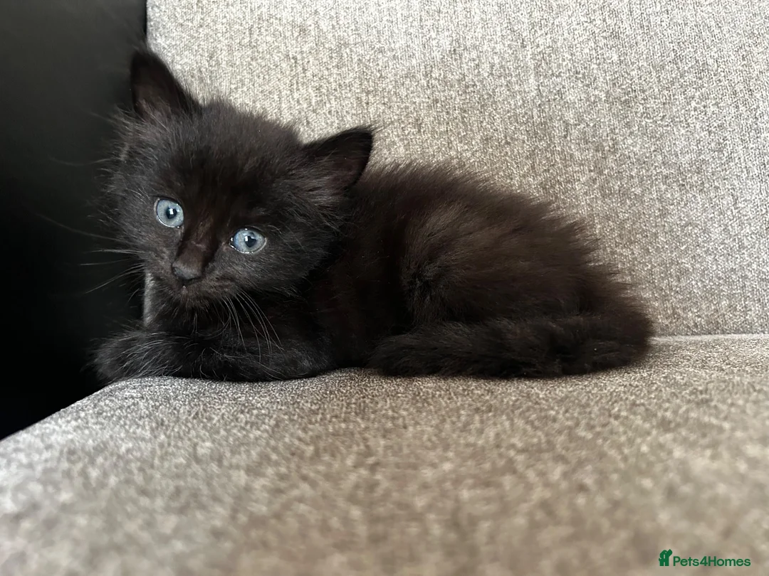 Mixed Breed cats for sale: Kitten in Harrow - Advert 2