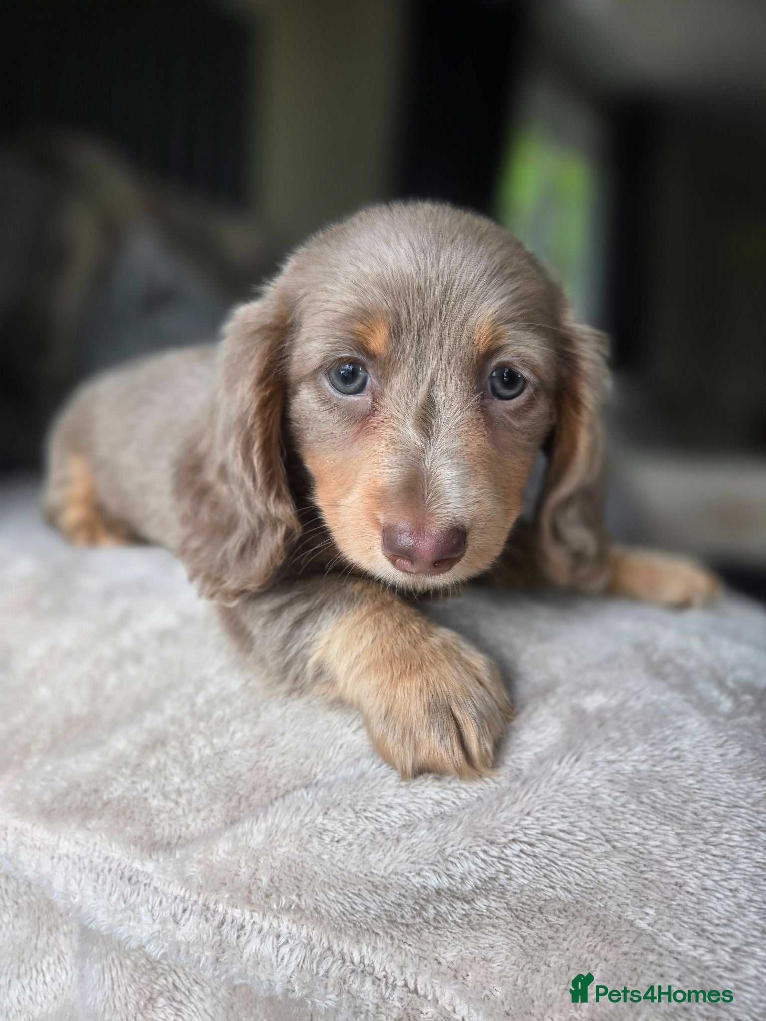 Miniature Dachshund dogs ❤️Miniature dachshund puppies❤️ - Advert 6