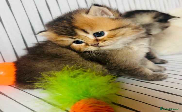 Scottish Fold cats - Advert 1