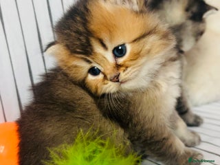 Scottish Fold cats - Advert 6