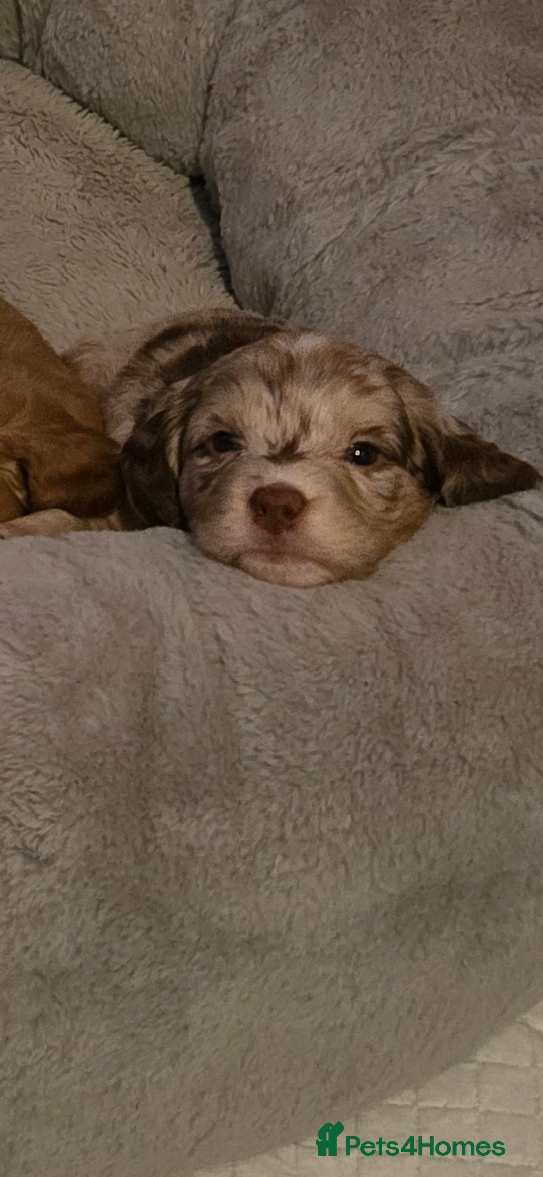 Cockapoo dogs for sale: Cockapoo Puppies - Advert 17